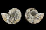 Agate Replaced Ammonite Fossil - Madagascar #169447-1